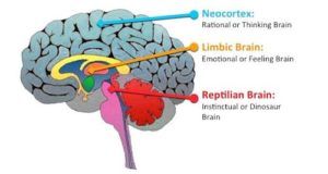 Brain (Mammal:Reptile)